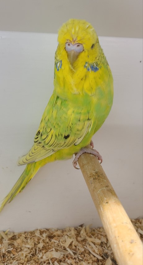 Exhibition Budgerigars for sale - Suffolk Exhibition Budgerigars